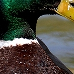 Colvert
