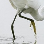 H67A6975.jpg Garzette 