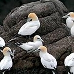IMG_4262 Rocher aux jeunes  fous de Bassan