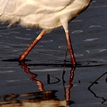 la grande aigrette    IMG 6589
