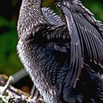 _04C9690 Grand Cormoran