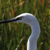 Aigrette garzette