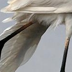 _MG_9170 Grande aigrette
