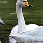 Cygnes chanteurs  MG 9827