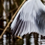 mouette rieuse moisson de matériaux pour le nid